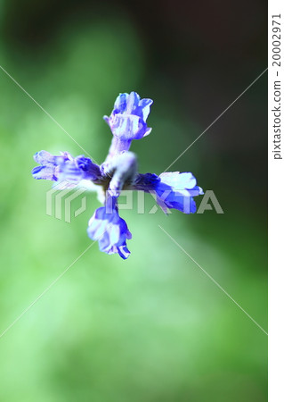 薰衣草 薰衣草 20002971