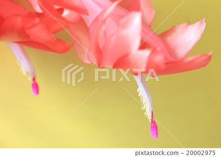 Christmas cactus 20002975