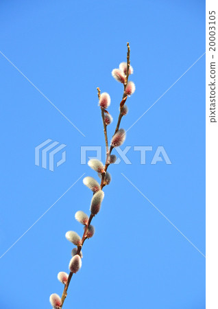 貓科動物（貓柳） 20003105