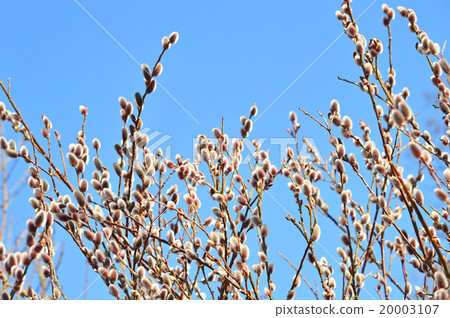 貓科動物（貓柳） 20003107