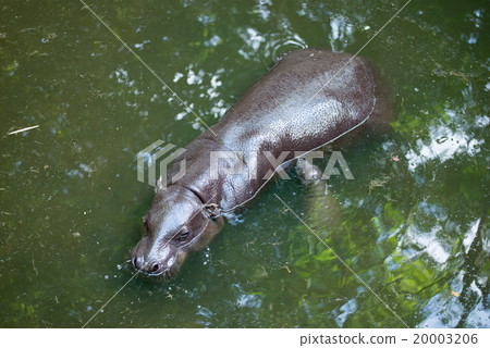 pygmy hippo and baby 20003206