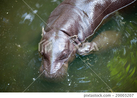 pygmy hippo and baby 20003207