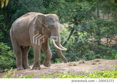 asia elephent tether with chain 20003255