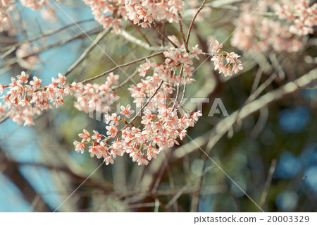 Wild Himalayan Cherry spring blossom 20003329