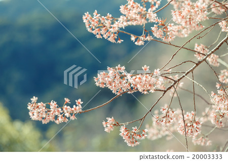 Wild Himalayan Cherry spring blossom 20003333
