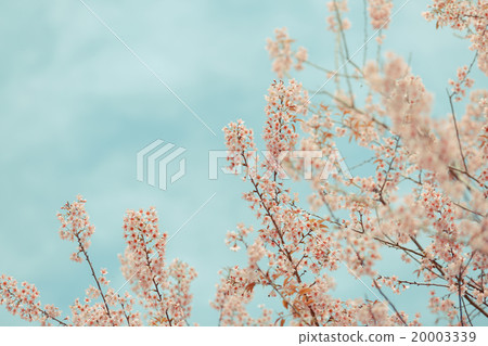 Wild Himalayan Cherry spring blossom 20003339