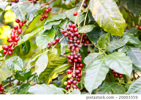 Coffee beans raw plantation Coffee beans raw plantation 20003359