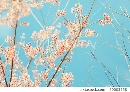 Wild Himalayan Cherry spring blossom 20003368