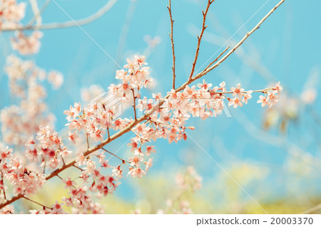 Wild Himalayan Cherry spring blossom 20003370
