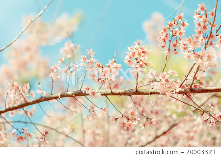 Wild Himalayan Cherry spring blossom 20003371