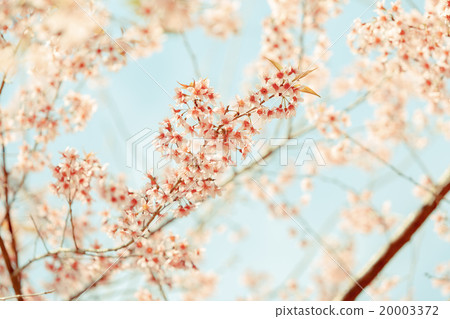 Wild Himalayan Cherry spring blossom 20003372