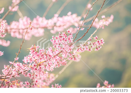 Wild Himalayan Cherry spring blossom 20003373