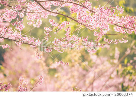 Wild Himalayan Cherry spring blossom 20003374
