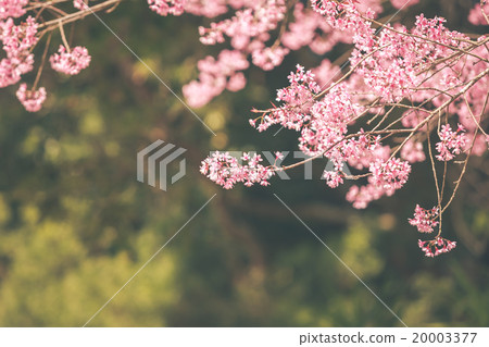 Wild Himalayan Cherry spring blossom Wild Himalayan Cherry spring blossom 20003377