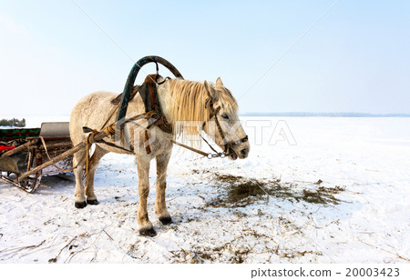 Horse with sledge at the bank of frozen river Horse with sledge at the bank of frozen river 20003423