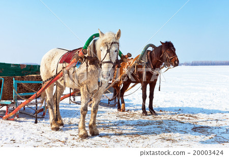 Horses with sledges at the bank of frozen river Horses with sledges at the bank of frozen river 20003424