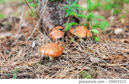 Edible mushrooms in the forest Edible mushrooms in the forest 20003523