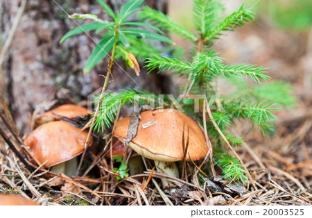 Edible mushrooms in the forest Edible mushrooms in the forest 20003525