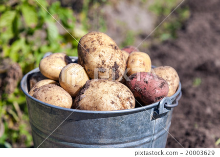 A bucket of potatoes new harvesting in the garden A bucket of potatoes new harvesting in the garden 20003629