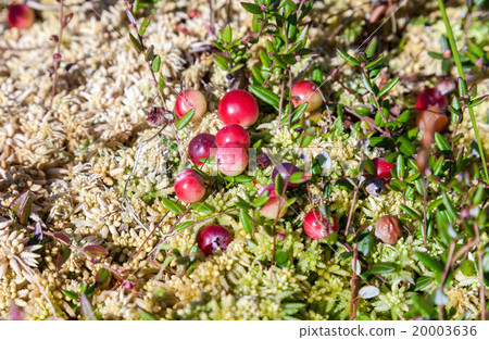 Wild cranberries growing in bog, autumn harvesting Wild cranberries growing in bog, autumn harvesting 20003636