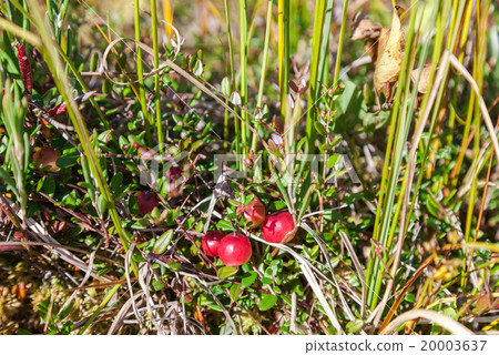 Wild cranberries growing in bog, autumn harvesting 20003637