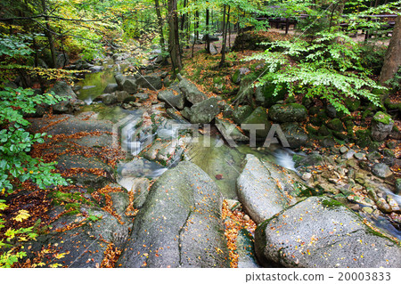Small Creek In Autumn Forest Small Creek In Autumn Forest 20003833