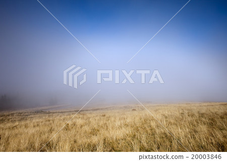 Mist at Meadow Mist at Meadow 20003846