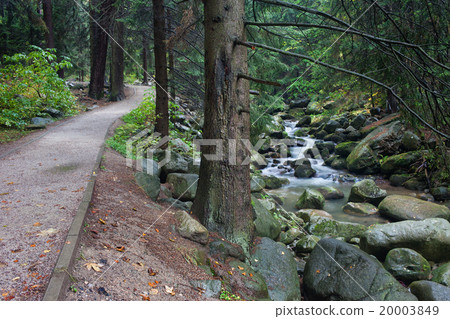 Path In The Forest Along Lomnica River In Karpacz 20003849