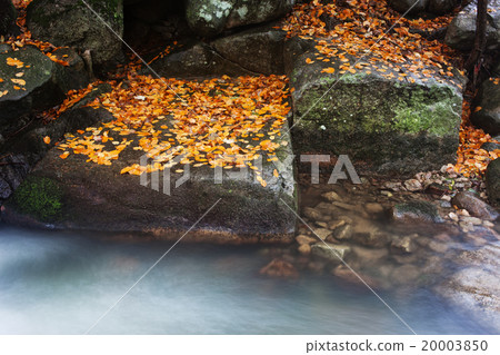 Autumn Leaves on Rocks at Creek 20003850