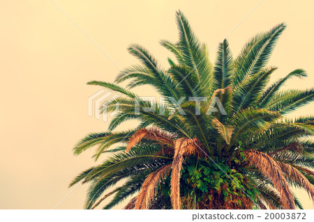 Palm tree krone against beige background 20003872