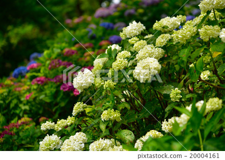 五顏六色的三星花園八仙花屬 五顏六色的三星花園八仙花屬 20004161