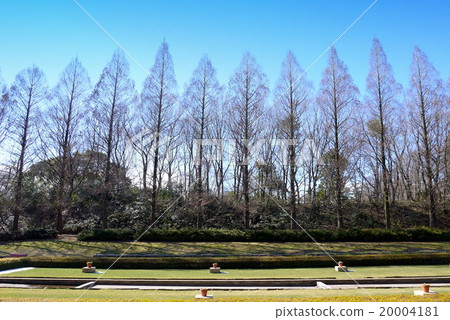 相思原公園的水杉在冬天（1月）神奈川縣相模原市 20004181