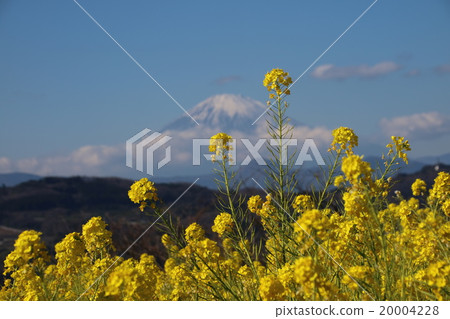  Mt Fuji and rape blossoms 20004228