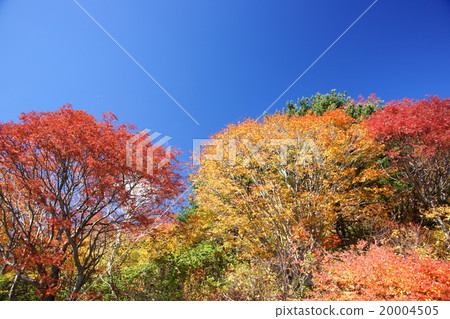 秋葉和藍天 20004505