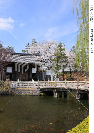 Cherry blossoming castle 20004535
