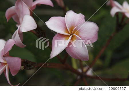 frangipani flowers 20004537
