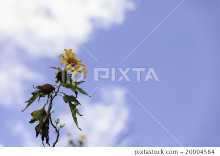 Mexican sunflower weed and blue sky background. 20004564