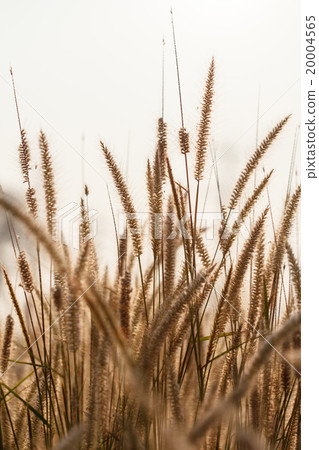 Flowering grass 20004565