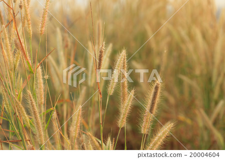 Flowering grass 20004604