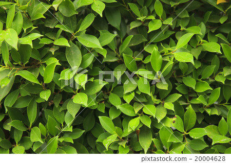 Green leaves background Green leaves background 20004628