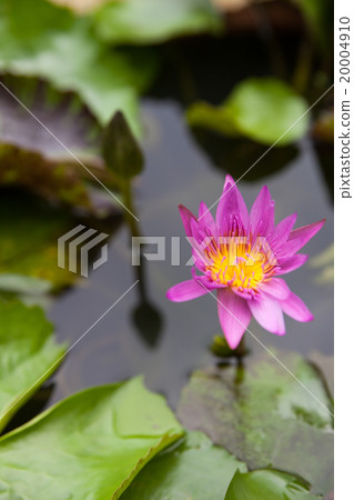 Blossom Purple Lotus Flower Blossom Purple Lotus Flower 20004910