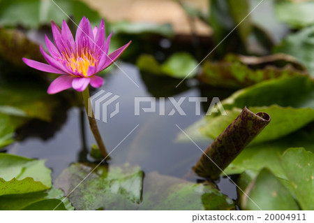 Blossom Purple Lotus Flower Blossom Purple Lotus Flower 20004911