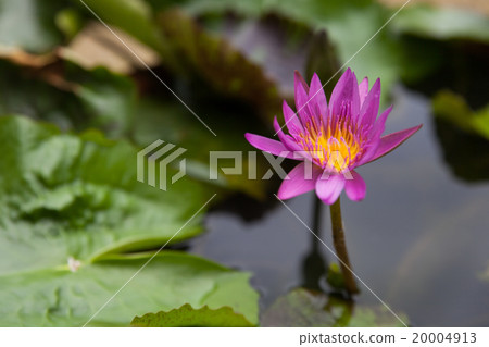 Blossom Purple Lotus Flower Blossom Purple Lotus Flower 20004913