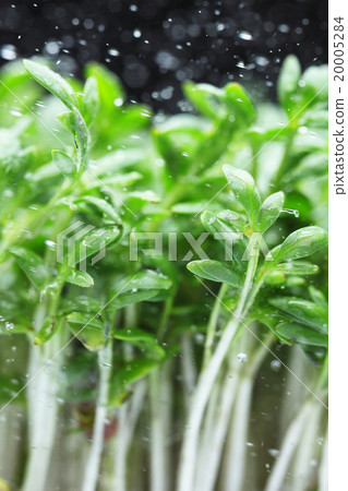 Green Leaf macro  20005284