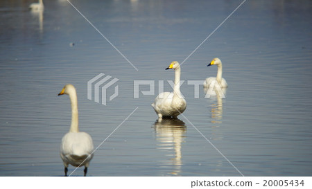 Swallowtail Swan Tanya沼澤 Swallowtail Swan Tanya沼澤 20005434