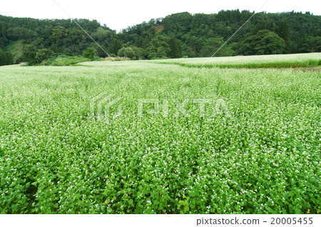 長野縣榮村的蕎麥田 長野縣榮村的蕎麥田 20005455