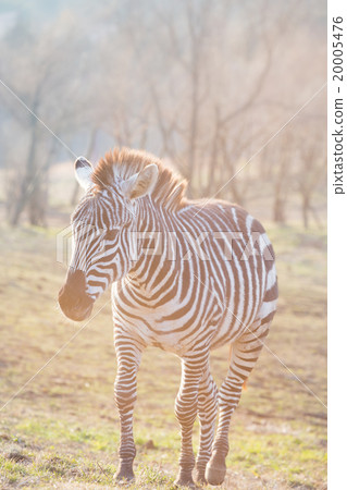 Zebra stained in setting sun 20005476