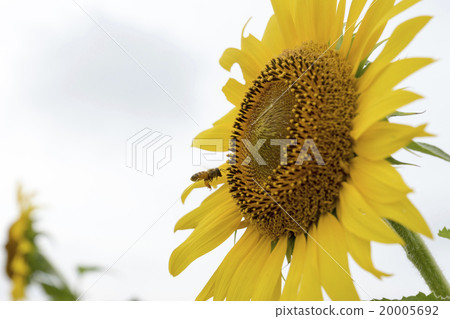 Sunflower field 20005692