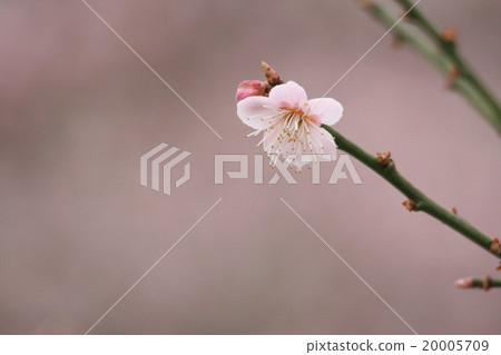 麥粉（Mai Owaki李子）。日本杏 20005709