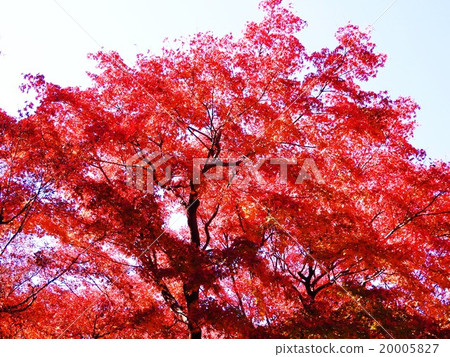 The beauty of the autumnal leaves of Kaede which color late autumn is exceptional and makes people's hearts drunk. The beauty of the autumnal leaves of Kaede which color late autumn is exceptional and makes people's hearts drunk. 20005827